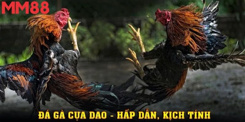 Bảng chọn các loại hình đá gà phổ biến trên hệ thống cược